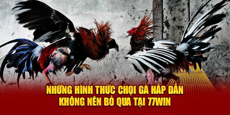 Những hình thức chọi gà hấp dẫn tại 77WIN