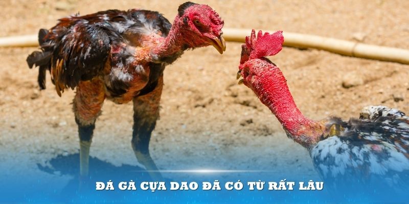 Đá gà cựa dao đã tồn tại bền vững trong suốt nhiều thập kỷ